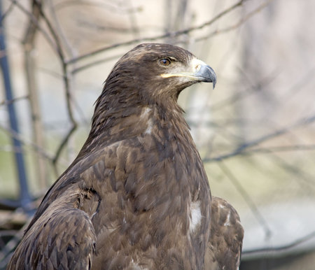 Predator bird