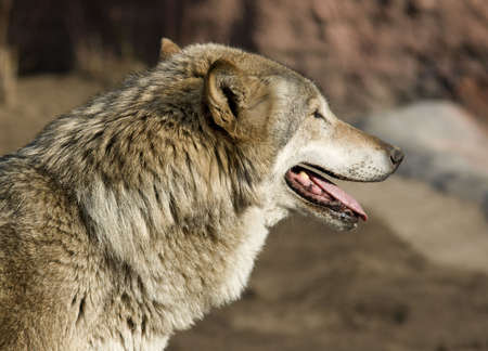 Wolf looking forwardの写真素材