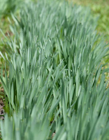 Bed of tulips in spring before blossomingの写真素材