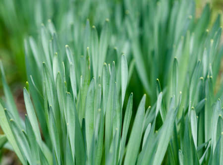 First spring tulip leaves, shallow depth of field の写真素材