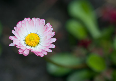 Small daisy with copy spaceの写真素材