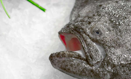 Fish on market display with open mouth - looks like it is talkingの写真素材