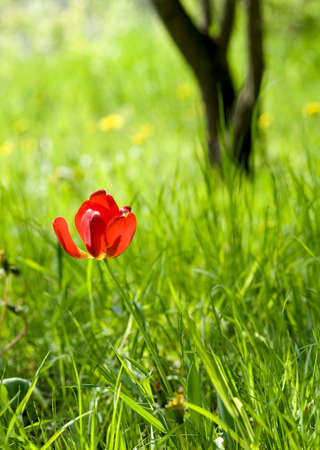 Tulip in grass with tree thunk in backgroundの写真素材