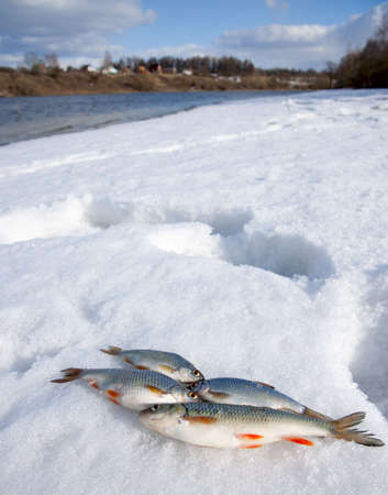 Sunny weather, deep snow on river bank and small catch の写真素材