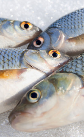 Shot of fishes, stress on eyesの写真素材