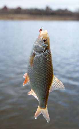 Roach pulled out of water with bloodworm bait in mouthの写真素材