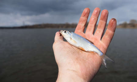 Small roach in man's hand caught in cold stormy dayの写真素材