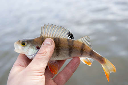 Small perch with red fins in fisherman's handの写真素材