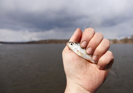 Small roach in man's hand caught in cold stormy day