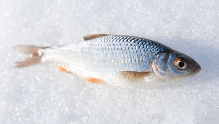 Shiny roach on snow - fresh catchの写真素材
