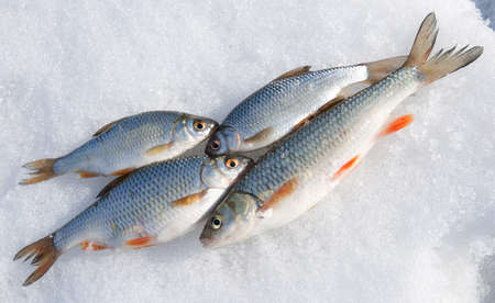 Fresh catch - chub and roaches on shiny snowの写真素材