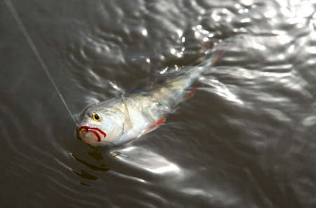 Perch on hook in water - addiction, trouble, problems concept etc の写真素材