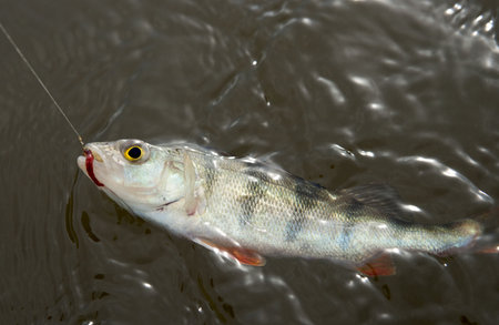 Striped perch on hook in water - poor thing! Can be used for trouble, addiction concepts etc