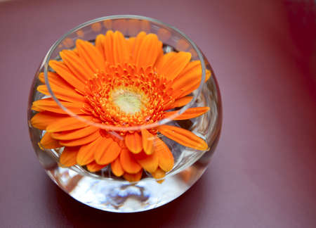 Gerbera in glass bowl - table decorationの写真素材