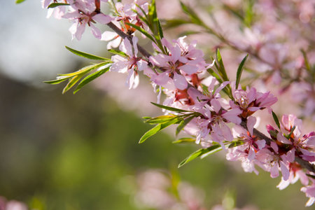 Blossoming almond in spring garden
