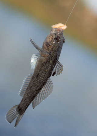 Little black fish bit the maggot baitの写真素材