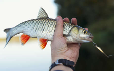 Nice chub in fisherman's hand, shallow focusの写真素材