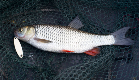 Chub caught on brass lure lying in fishing net