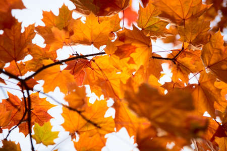 Bright leaves on sunny autumn dayの写真素材