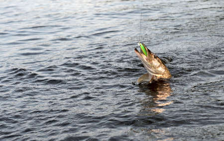 Northern pike on hook in waterの写真素材