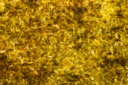 Back-lit slice of nori (seaweed) used to cook sushi, XXXLの写真素材