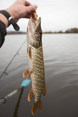 Fisherman holding northern pikeの写真素材