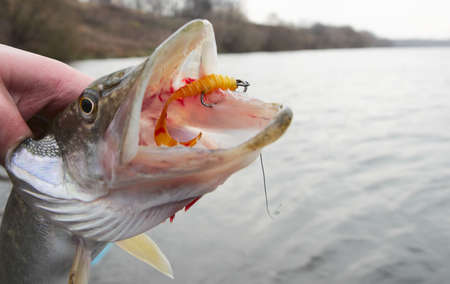 Northern pike mouth with yellow twister baitの写真素材