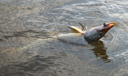 River pike on hook, late in autumnの写真素材