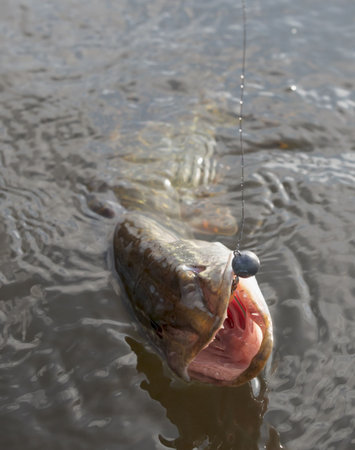 Northern pike on hook