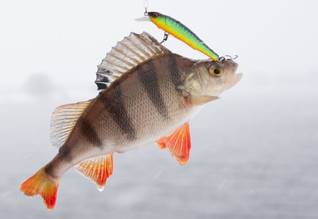 Perch caught in heavy snowfall, released after taking photo