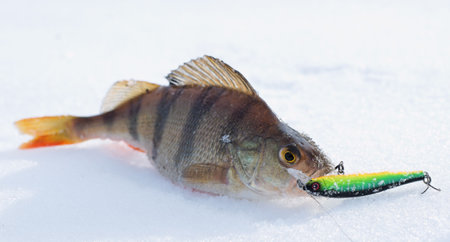 Perch with spinning lure in mouth lying on snowの写真素材