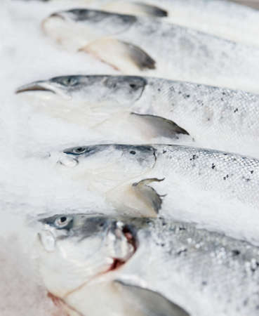 Salmon on cooled market display, closeup shotの写真素材