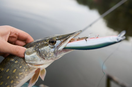 Fisherman holding northern pike with big hardbait in its mouth