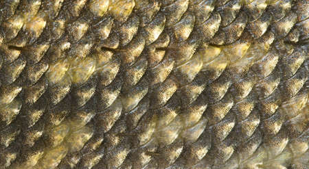 Scales of pike, macro shot, natural backgroundの写真素材
