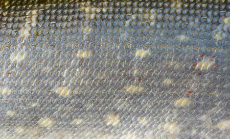 Scales of pike, macro shot, natural backgroundの写真素材