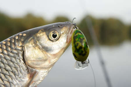 Chub caught on a green hardbait against river landscapeの写真素材