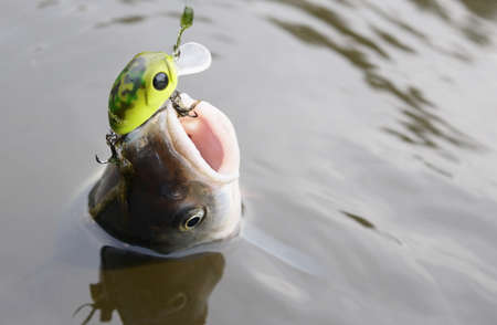 Chub caught on a green hardbait being pulled out of waterの写真素材