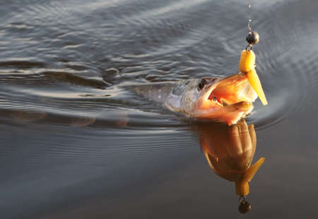 Pike on hook in water with jig bait in mouth, dusk lightの写真素材