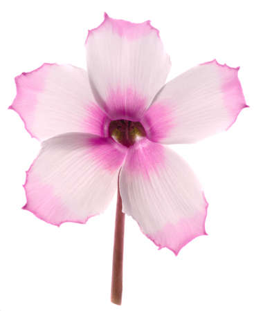 Pink cyclamen flowerの写真素材