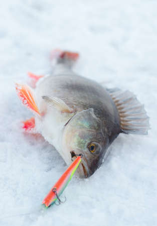 Perch with spinning lure in mouth lying on snowの写真素材