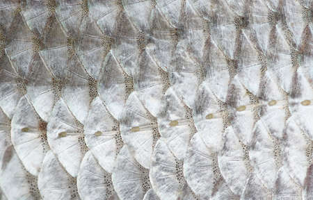 Macro shot of roach fish skin, natural texture, lateral line is seenの写真素材
