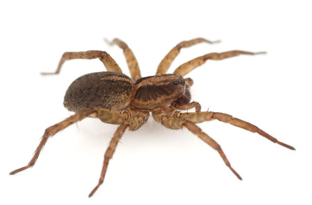 Live spider isolated on white background with slight shadow, macro