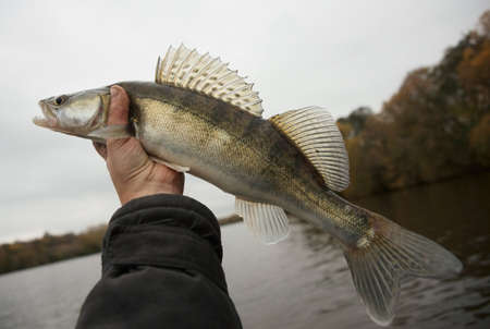 Walleye caught on gloomy autumn day in fisherman's handの写真素材