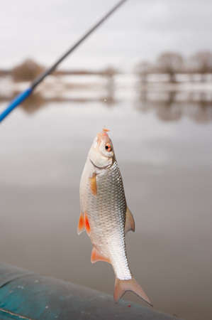 Roach caught on maggot live bait, at cloudy spring dayの写真素材