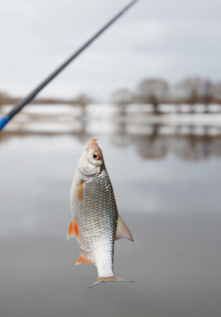 Roach caught on maggot live bait