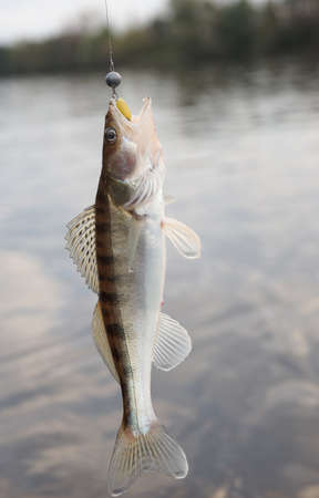 Walleye against river landscape hanging on hookの写真素材