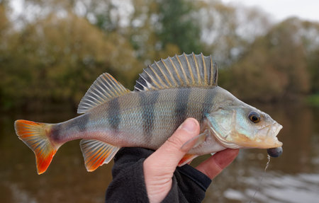 Common perch in fisherman's hand against autumn river landscape