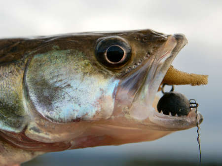Walleye caught on handmade jig lure, close-up on headの写真素材