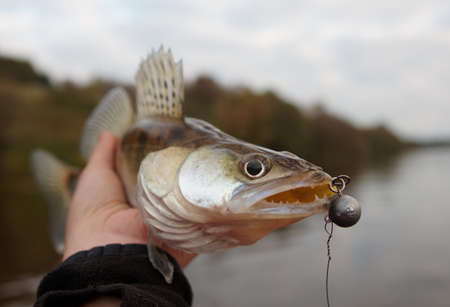 Walleye caught on handmade jig lure, close-up on headの写真素材