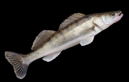 Walleye (pike-perch) lying on concrete floor  isolated with clipping pathの写真素材